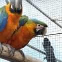 Catilina macaws