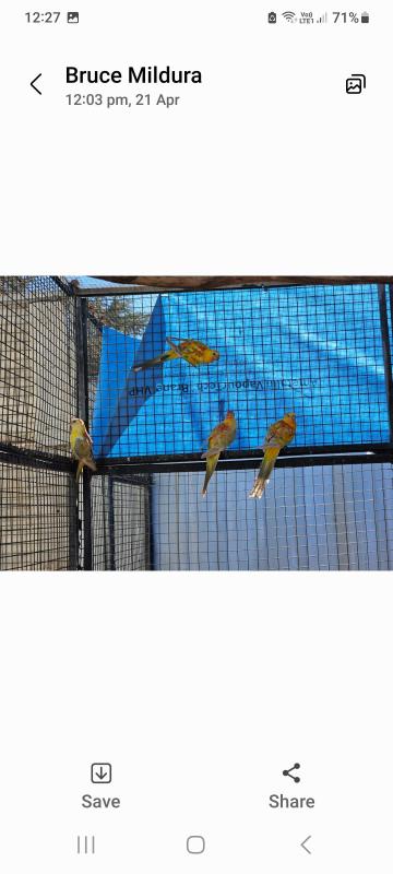 Red rumps for sale