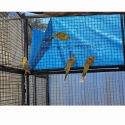 Red rumps for sale