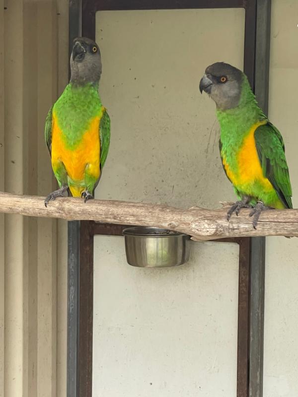 Senegal Parots Mature Breeding pair   SOLD