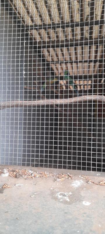 MALLEE RINGNECK PAIR