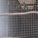 MALLEE RINGNECK PAIR