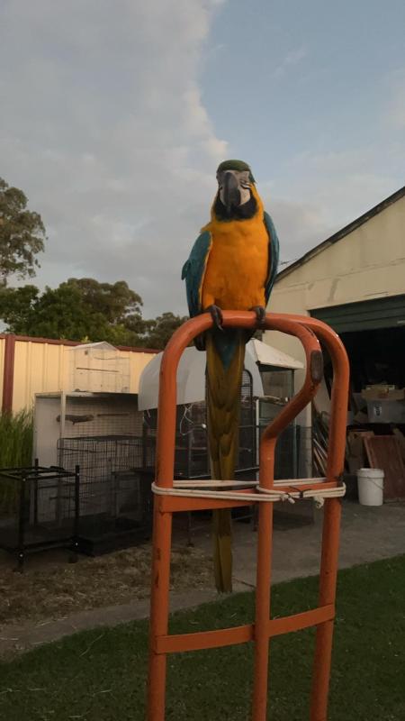 Hand raised macaw