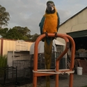 Hand raised macaw