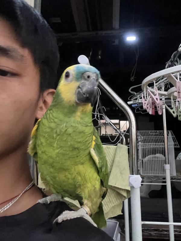 Semi tamed blue front Amazon