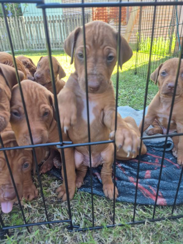 Rhodesian Ridgeback puppies