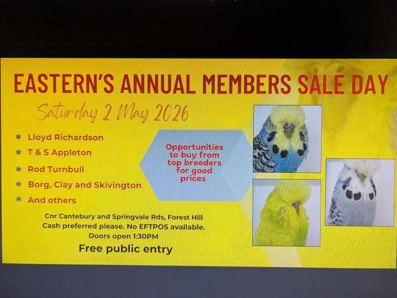 Club rung / Show Budgies