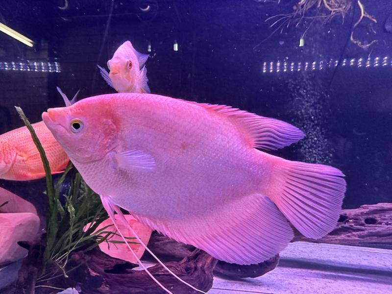 Pink Giant Gourami
