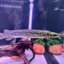 Big Spotted Gar 30-40cm
