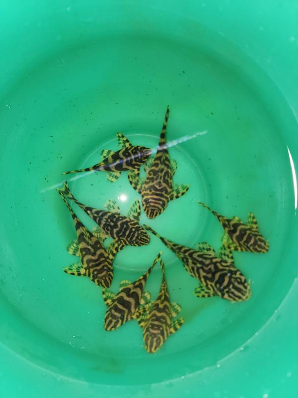 FS: Young L134 Colony