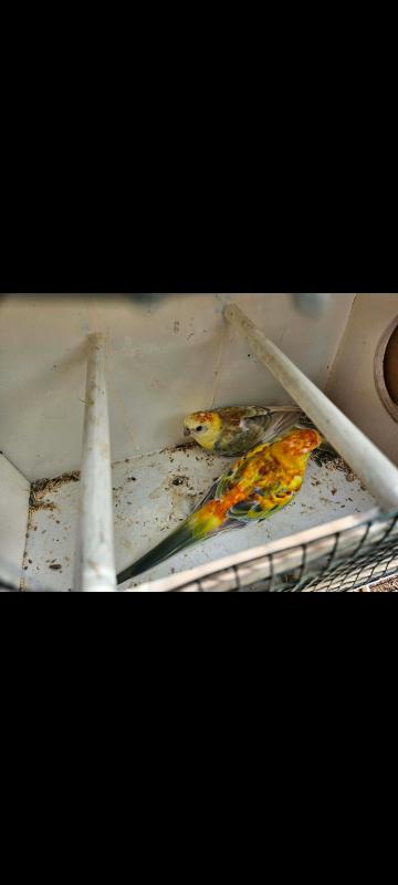 Red rump parrots for sale