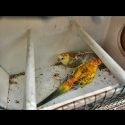 Red rump parrots for sale