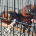 hand reared dusky Lorys