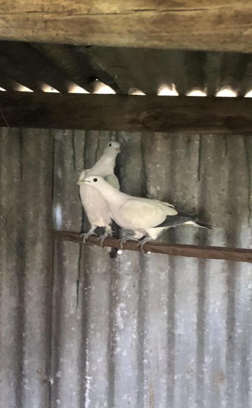 Imperial Pigeon pair