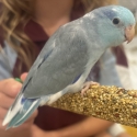 BABY HAND RAISED PARROTLETS! 3 Left! PRICES REDUCED!