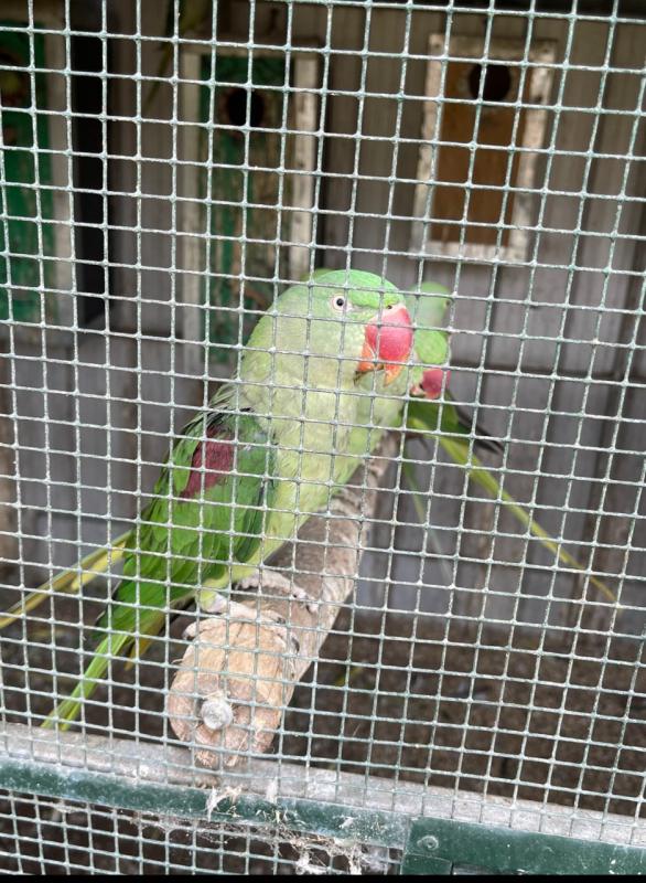 Alexandrian Breeding Pairs