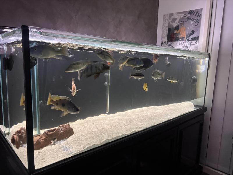 African cichlids for sale
