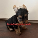 Yorkshire terrier puppy