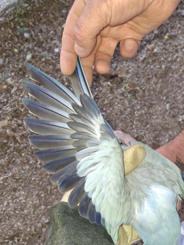 Dubble factor Violet opline Quaker Pair spear cock