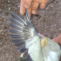 Dubble factor Violet opline Quaker Pair spear cock