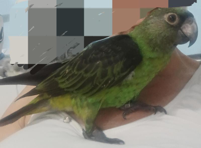 Jardine parrot handraised female