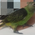 Jardine parrot handraised female