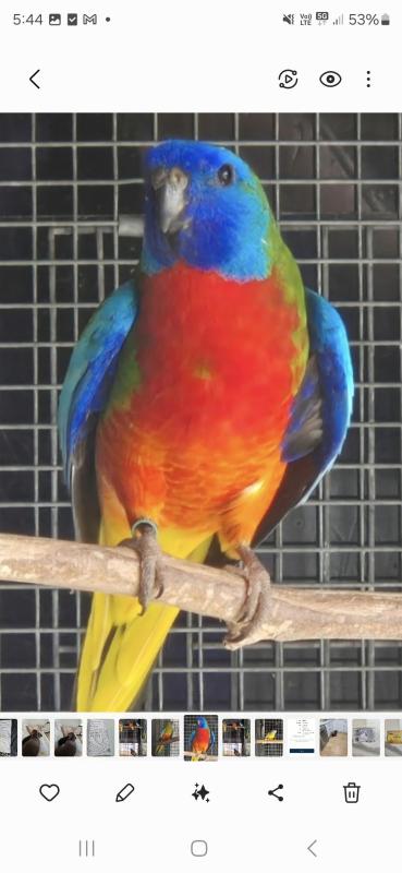 Scarlet chested parrots