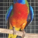 Scarlet chested parrots