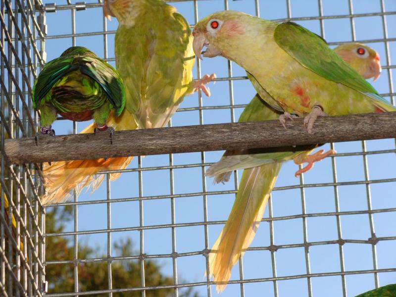 Fallow Maroon Bellied Conure's. Spare Cock's