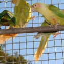 Fallow Maroon Bellied Conure Pair & Spare Cock's