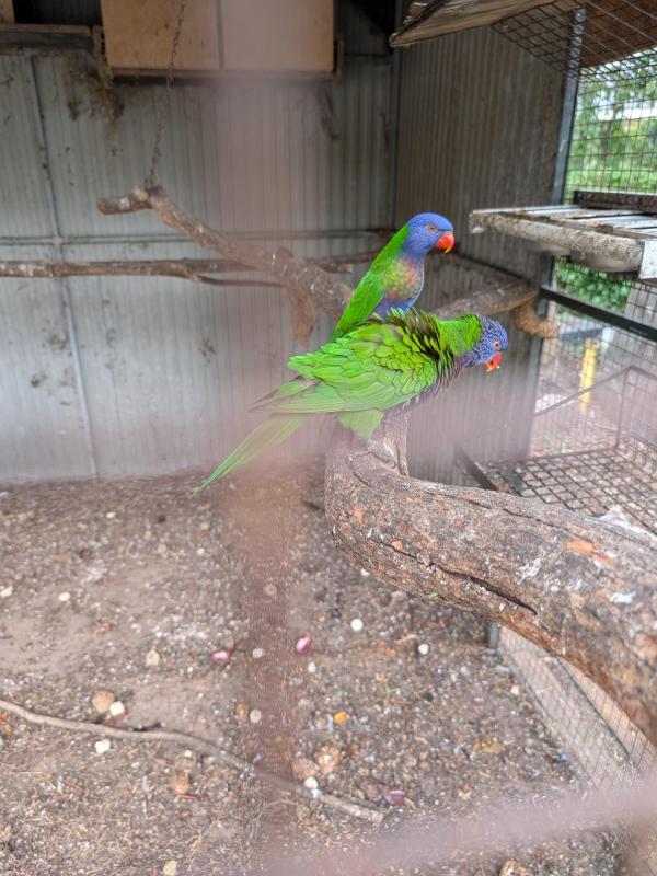 Blue fronted lorrikeets breeding pair