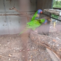 Blue fronted lorrikeets breeding pair