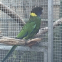 WTB- Male 28 Parrot