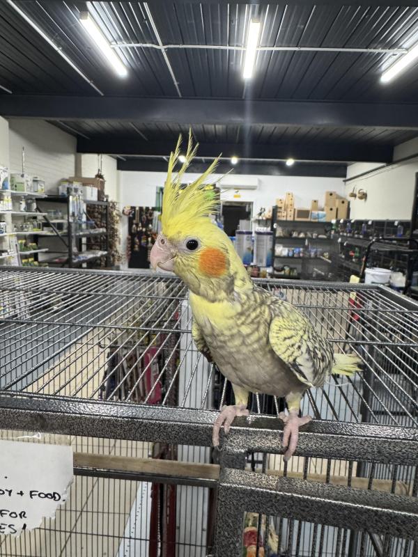 Looking for cockatiels