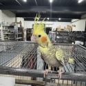 Looking for cockatiels