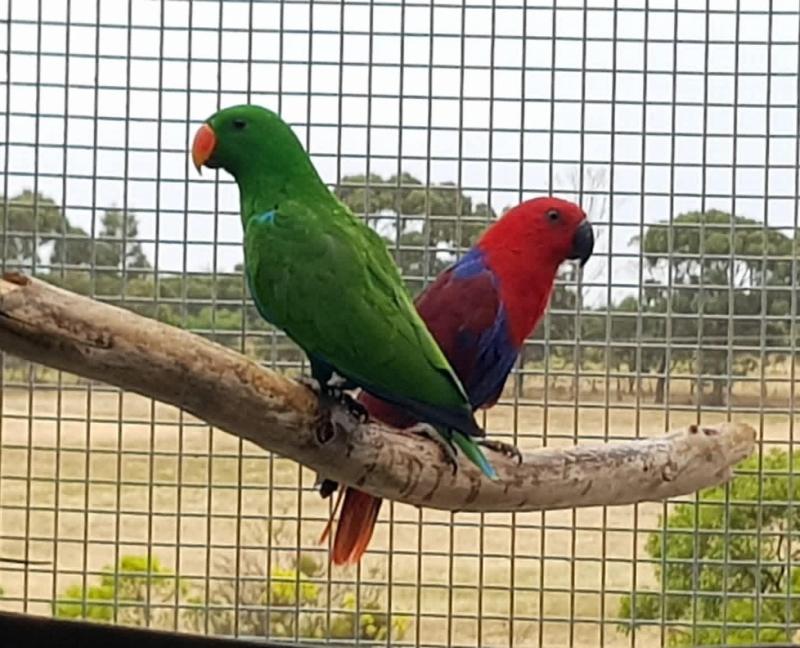 Proven pair young eclectus