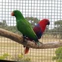 Proven pair young eclectus