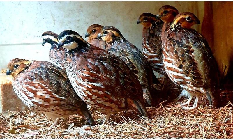 Bobwhite quails ( young )