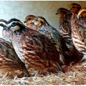Bobwhite quails ( young )