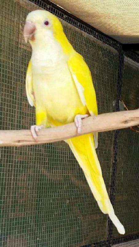 LOOKING FOR A LUTINO QUAKER COCK