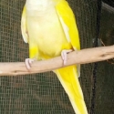 LOOKING FOR A LUTINO QUAKER COCK