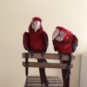 Macaws