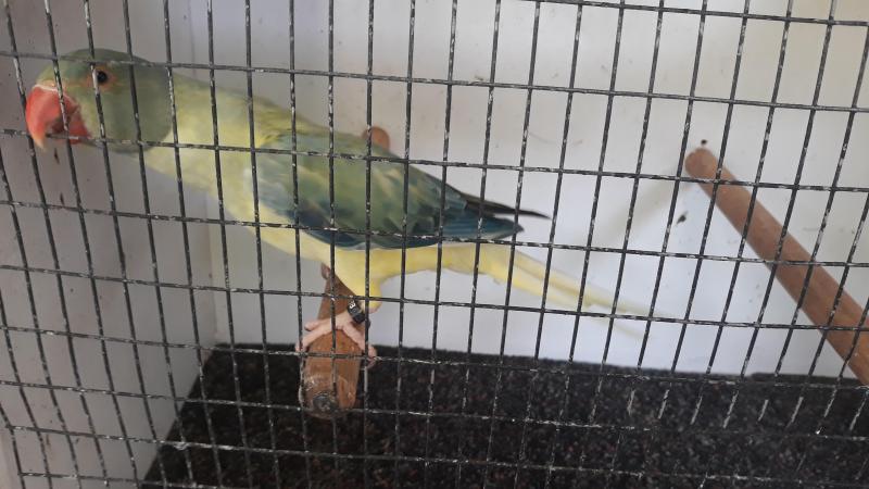 Plumhead  Parrot Mutations &   Opaline Cleartail Ringnecks
