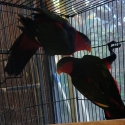 Two Black Capped Lorries