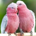 Pair Galah