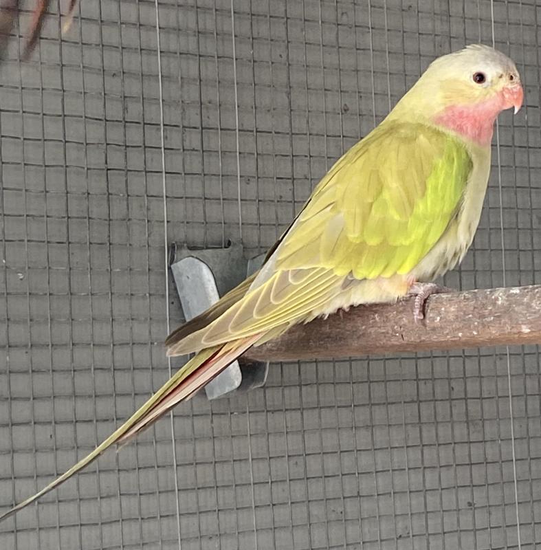 2025 PRINCESS PARROTS