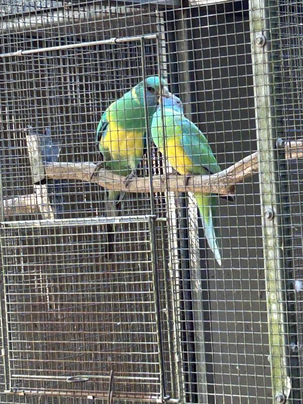 Cloncurry parrots pr