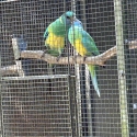 Cloncurry parrots pr