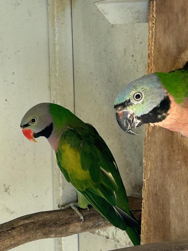 Moustache parrots