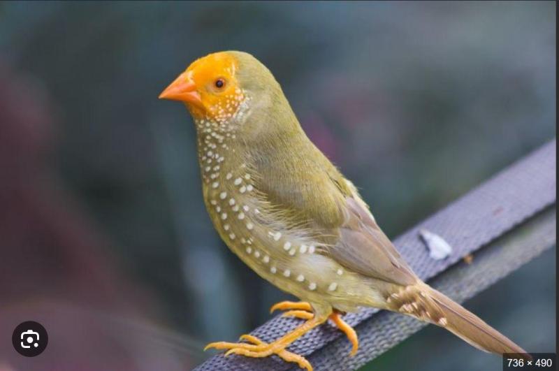 Finches going to Fairfield sale.